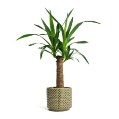 Yucca Elephantipes - Spineless Yucca -Outlet The Ever Sprout Store Yucca elephantipes Spineless Yucca Thies Plant Pot Olive Green c12878d5 eee8 41b8 a40f 25046b21a0ee