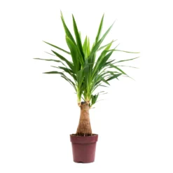 Yucca Elephantipes - Thick Trunk -Outlet The Ever Sprout Store Yucca elephantipes Thick Trunk 19x80cm