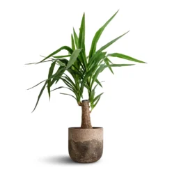 Albero Plant Pot - Cement -Outlet The Ever Sprout Store Yucca elephantipes Thick Trunk 19x80cm Albero Plant Pot Cement 21x19cm