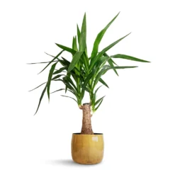 Yucca Elephantipes - Thick Trunk -Outlet The Ever Sprout Store Yucca elephantipes Thick Trunk 19x80cm Babet Plant Pot Camel 21x18cm 71ad2835 d46a 4342 8e6d cbdfe4ec2b83