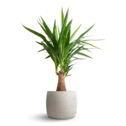 Yucca Elephantipes - Thick Trunk -Outlet The Ever Sprout Store Yucca elephantipes Thick Trunk 19x80cm Mini Valerie Plant Pot Grey Washed 28x22cm