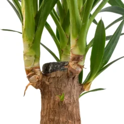 Yucca Elephantipes - Thick Trunk -Outlet The Ever Sprout Store Yucca elephantipes Thick Trunk SWATCH