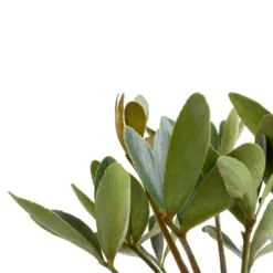 Zamia Furfuracea - Cardboard Palm 11 Zamia Furfuracea - Cardboard Palm -Outlet The Ever Sprout Store Zamia furfuracea Cardboard Palm SWATCH 2