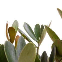 Zamia Furfuracea - Cardboard Palm 13 Zamia Furfuracea - Cardboard Palm -Outlet The Ever Sprout Store Zamia furfuracea Cardboard Palm SWATCH 3