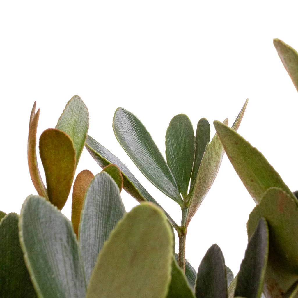 Zamia Furfuracea - Cardboard Palm 6 Zamia Furfuracea - Cardboard Palm - Image 6