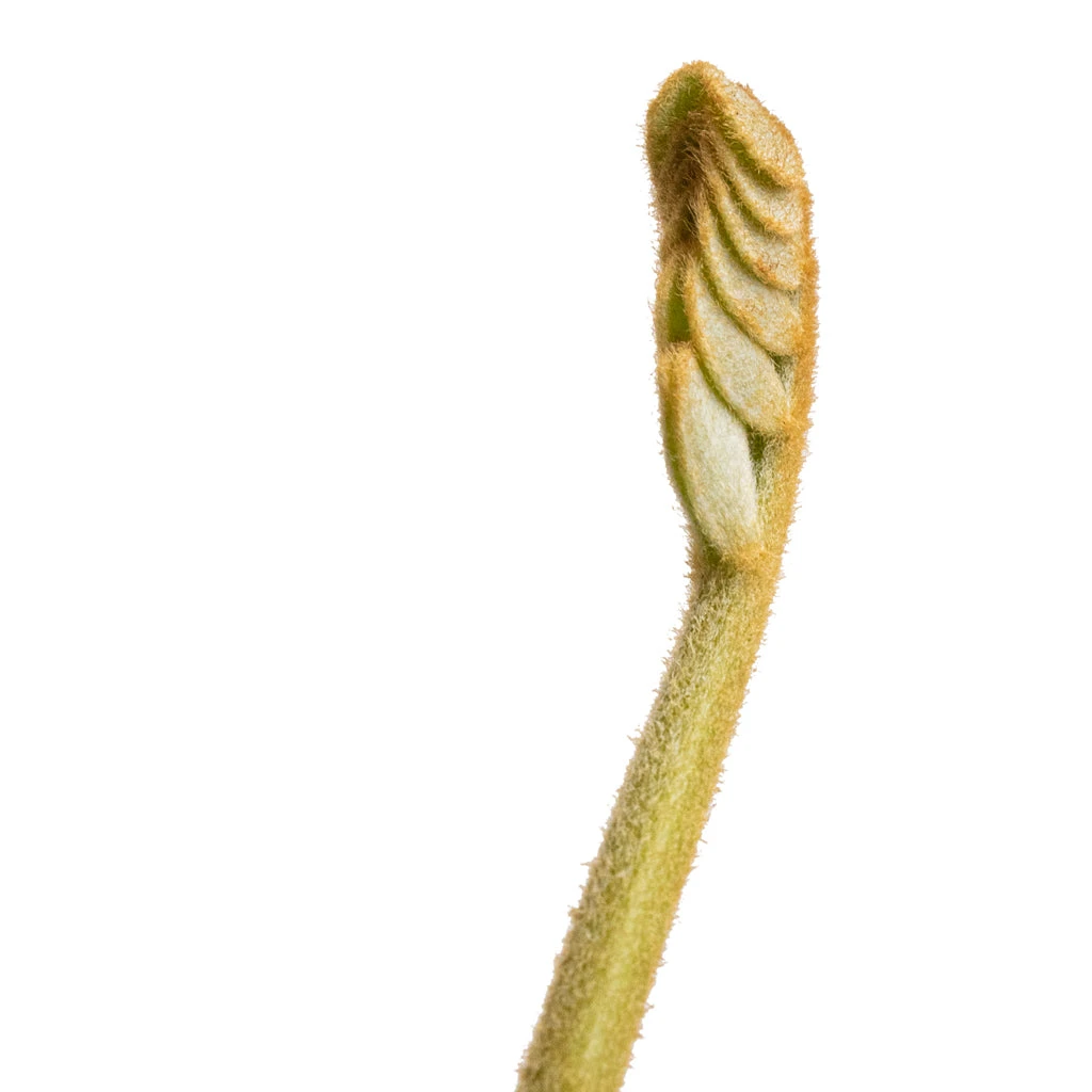 Zamia Furfuracea - Cardboard Palm 7 Zamia Furfuracea - Cardboard Palm - Image 7