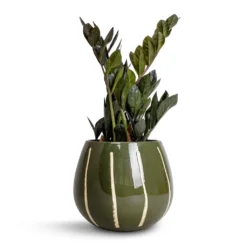 Nova Plant Pot - Green 8 Nova Plant Pot - Green -Outlet The Ever Sprout Store Zamioculcas zamiifolia Raven ZZ Plant 14x50cm Nova Plant Pot Green 23x18cm