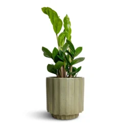 Bourton Scalloped Plant Pot - Sage -Outlet The Ever Sprout Store Zamioculcas zamiifolia ZZ Plant 12x30cm Bourton Scalloped Plant Pot Sage 16x16cm