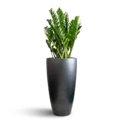 Outlet The Ever Sprout Store -Outlet The Ever Sprout Store Zamioculcas zamiifolia ZZ Plant 27x100cm Gradient Partner Planter Matt Grey 40x75cm cffcb0f3 c3ff 440d 8aed 2441a4907ab4