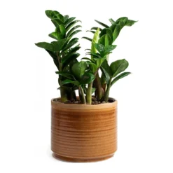 Zamioculcas Zamiifolia Zenzi - Zenzi ZZ Plant -Outlet The Ever Sprout Store Zamioculcas zamiifolia Zenzi Jordy Caramel Plant Pot