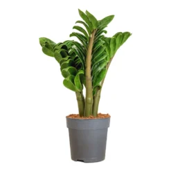 Zamioculcas Zamiifolia Zenzi - Zenzi ZZ Plant -Outlet The Ever Sprout Store Zamioculcas zamiifolia Zenzi Zenzi ZZ Plant 11x30cm