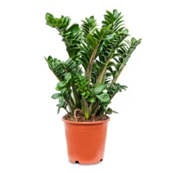 Zamioculcas Zamiifolia Zenzi - Zenzi ZZ Plant -Outlet The Ever Sprout Store Zamioculcas zamiifolia Zenzi Zenzi ZZ Plant 21x65cm
