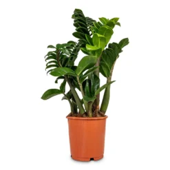 Zamioculcas Zamiifolia Zenzi - Zenzi ZZ Plant -Outlet The Ever Sprout Store Zamioculcas zamiifolia Zenzi Zenzi ZZ Plant