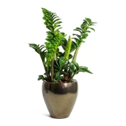 Zamioculcas Zamiifolia Zenzi - Zenzi ZZ Plant -Outlet The Ever Sprout Store Zamioculcas zamiifolia Zenzi Zenzi ZZ Plant Amora Plant Pot Black Gold Small b0883c09 82f0 4001 8122 386a385bdecf