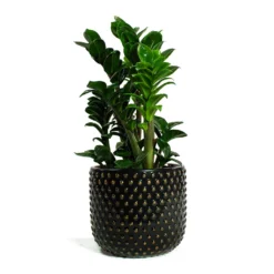 Zamioculcas Zamiifolia Zenzi - Zenzi ZZ Plant -Outlet The Ever Sprout Store Zamioculcas zamiifolia Zenzi Zenzi ZZ Plant Bolino Plant Pot Shiny Black 6e2d57a7 9435 4042 90d0 d459302b04d6