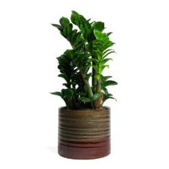 Zamioculcas Zamiifolia Zenzi - Zenzi ZZ Plant -Outlet The Ever Sprout Store Zamioculcas zamiifolia Zenzi Zenzi ZZ Plant Didi Plant Pot Matt Brown 6d9337f4 27a0 42e6 afb1 4c5091e60495