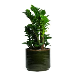 Zamioculcas Zamiifolia Zenzi - Zenzi ZZ Plant -Outlet The Ever Sprout Store Zamioculcas zamiifolia Zenzi Zenzi ZZ Plant Jordy Plant Pot Forest Green f215a614 2926 4452 9f70 c8a3535e06b0