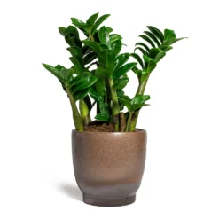 Zamioculcas Zamiifolia Zenzi - Zenzi ZZ Plant -Outlet The Ever Sprout Store Zamioculcas zamiifolia Zenzi Zenzi ZZ Plant Linn Plant Pot Mink 17x17cm