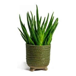 Aloe Vera Clumb 10 Aloe Vera Clumb -Outlet The Ever Sprout Store aloe vera clumb bekka Plant Pot mint