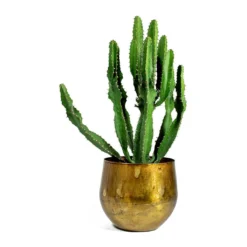 Euphorbia Triangularis -Outlet The Ever Sprout Store ayka old camel Euphorbia triangularis