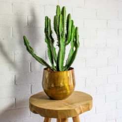 Euphorbia Triangularis -Outlet The Ever Sprout Store ayka old camel set of 4 Euphorbia triangularis b0adb2fa 01d8 486c 8cfa 552e353d03dc