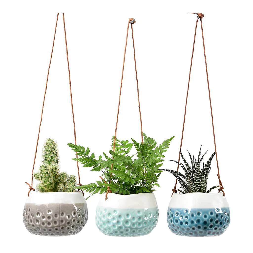 Baby Dotty Hanging Indoor Pot Trio 1 Baby Dotty Hanging Indoor Pot Trio