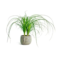Beaucarnea - Pony Tail Palm - Head 20 Beaucarnea - Pony Tail Palm - Head -Outlet The Ever Sprout Store beaucarnea pony tail palm head head plant pot
