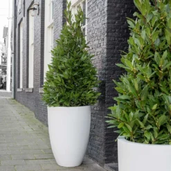 Ben Essentials Planter - Matt White -Outlet The Ever Sprout Store ben planter essential matte white bay trees