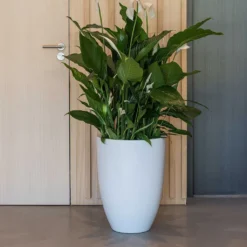 Ben Essentials Planter - Matt White -Outlet The Ever Sprout Store ben planter essential matte white peace lilly