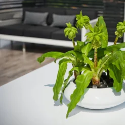 Tara Essentials Bowl Planter - Matt White -Outlet The Ever Sprout Store essential glossy tara 2