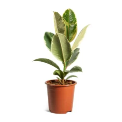 Ficus Elastica Tineke - Variegated Rubber Plant 16 Ficus Elastica Tineke - Variegated Rubber Plant -Outlet The Ever Sprout Store ficus elastica tineke plant 17cm