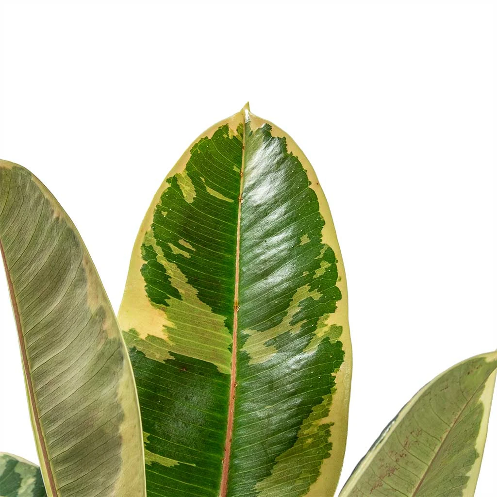 Ficus Elastica Tineke - Variegated Rubber Plant 2 Ficus Elastica Tineke - Variegated Rubber Plant - Image 2