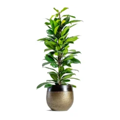 Ficus Cyathistipula - African Fig -Outlet The Ever Sprout Store mya deep champagne plant pot Ficus cyathistipula African Fig 6734eb21 2b4c 4074 86b7 66f17006147e