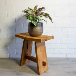 Calathea Fusion White 20 Calathea Fusion White -Outlet The Ever Sprout Store mya deep champagne plant pot calathea fusion white 6080c3a7 fb49 4b29 a5b8 9e06ac49b742