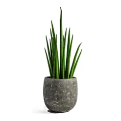 Sansevieria Bacularis Mikado - Snake Plant 12 Sansevieria Bacularis Mikado - Snake Plant -Outlet The Ever Sprout Store sansevieria bacularis mikado amber earth plant pot 9fc449de c2ad 4deb 9d7b 4755551167a0
