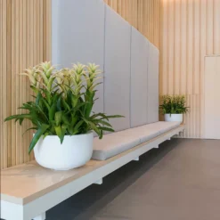 Sunny Essentials Bowl Planter - Matt White 10 Sunny Essentials Bowl Planter - Matt White -Outlet The Ever Sprout Store sunny bowl planters essential matte white office reception plants