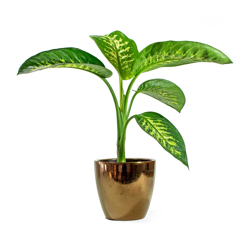 Dieffenbachia Seguine Tropic Snow - Dumb Cane 5 Dieffenbachia Seguine Tropic Snow - Dumb Cane - Image 5