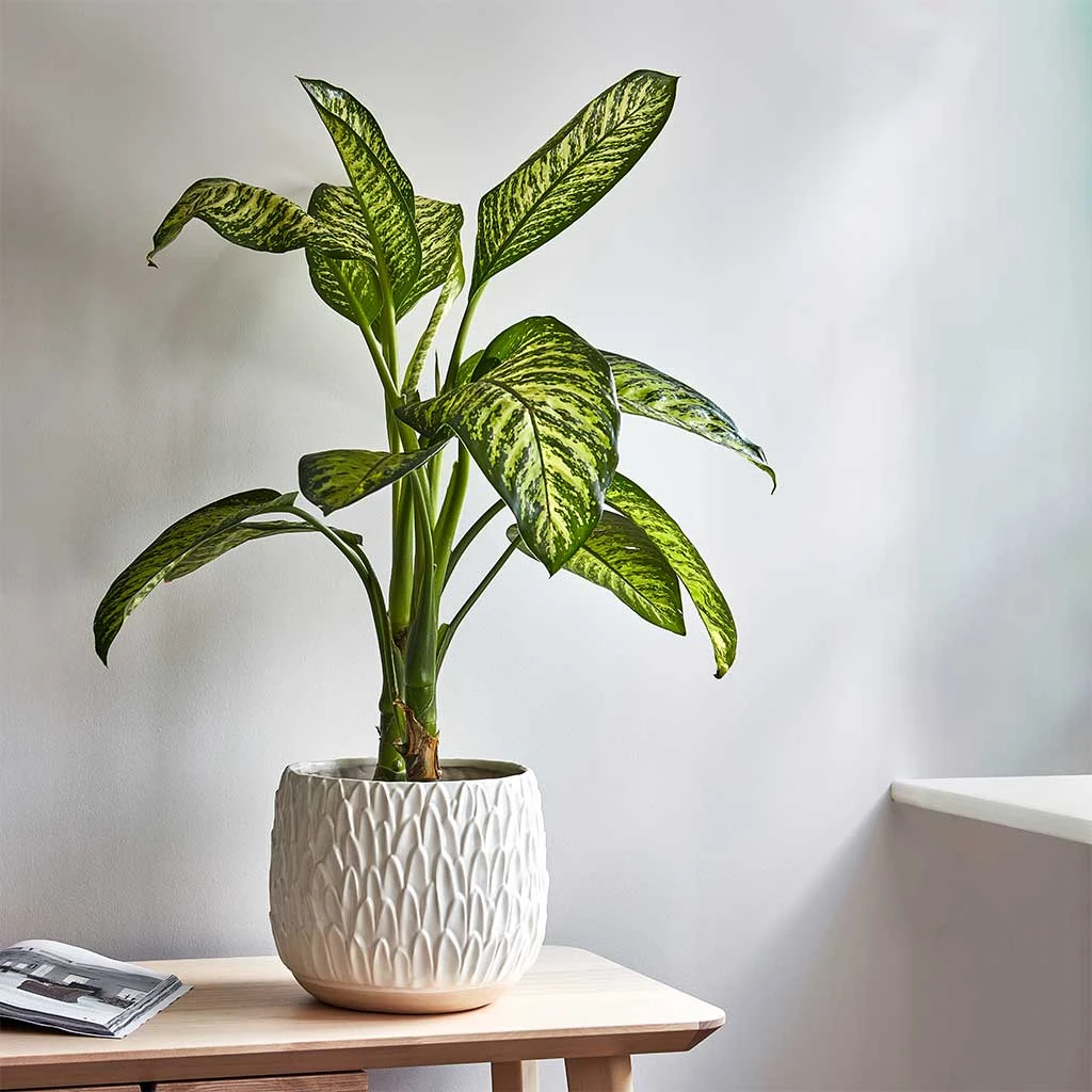 Outlet The Ever Sprout Store -Outlet The Ever Sprout Store Lifestyle Arles Leaf Plant Pot White